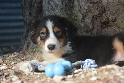 Les chiots de Berger Australien