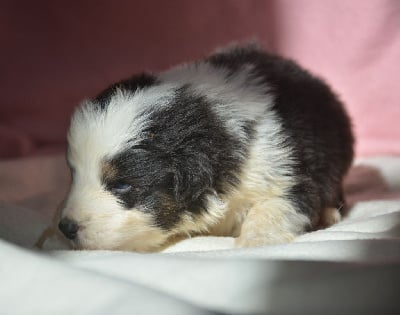 Les chiots de Berger Australien