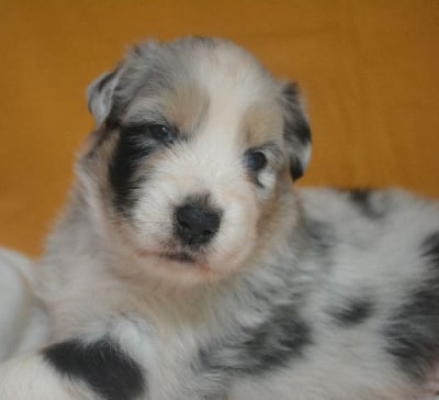 Les chiots de Berger Australien