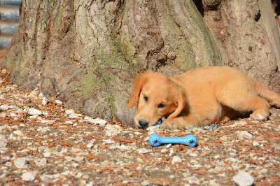 Les chiots de Golden Retriever