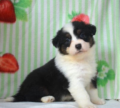 Les chiots de Berger Australien