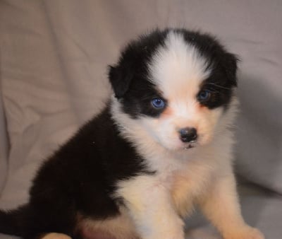 Les chiots de Berger Australien