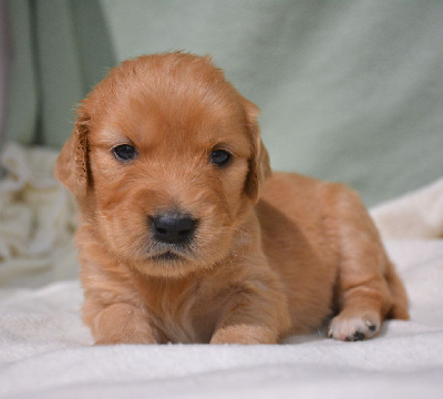 Les chiots de Golden Retriever