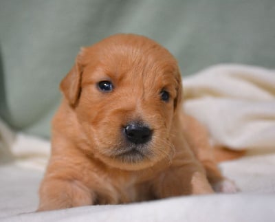 Les chiots de Golden Retriever