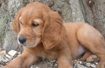 Les chiots de Golden Retriever