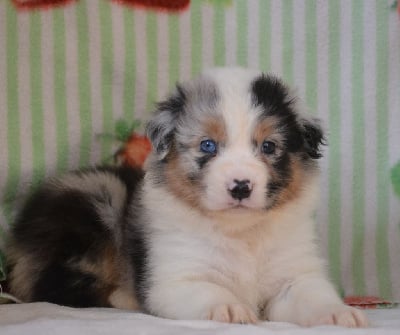 Les chiots de Berger Australien