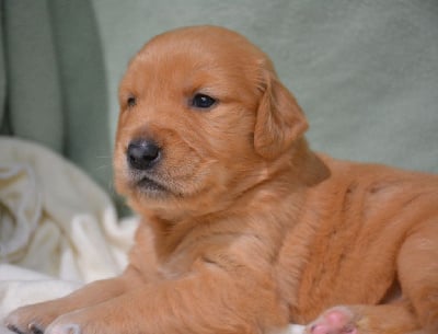 Les chiots de Golden Retriever