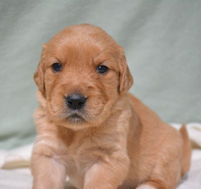 Les chiots de Golden Retriever