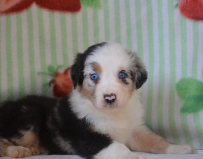 Les chiots de Berger Australien