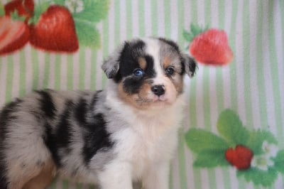 Les chiots de Berger Australien