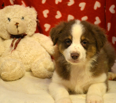 Les chiots de Berger Australien