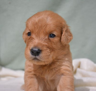 Les chiots de Golden Retriever