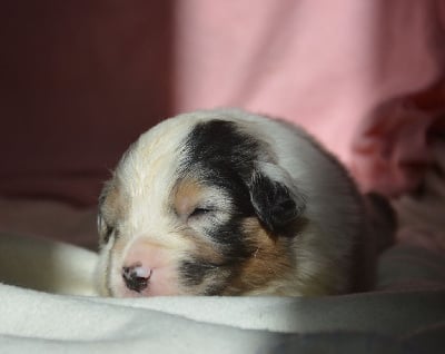 Les chiots de Berger Australien