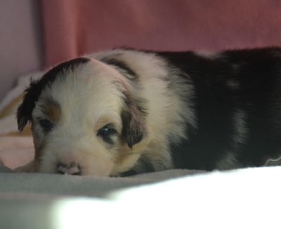 Les chiots de Berger Australien