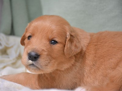 Les chiots de Golden Retriever