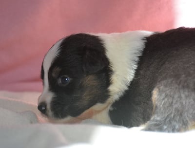 CHIOT 6 - Berger Australien