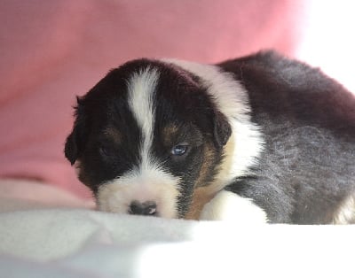 Les chiots de Berger Australien