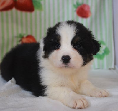 Les chiots de Berger Australien