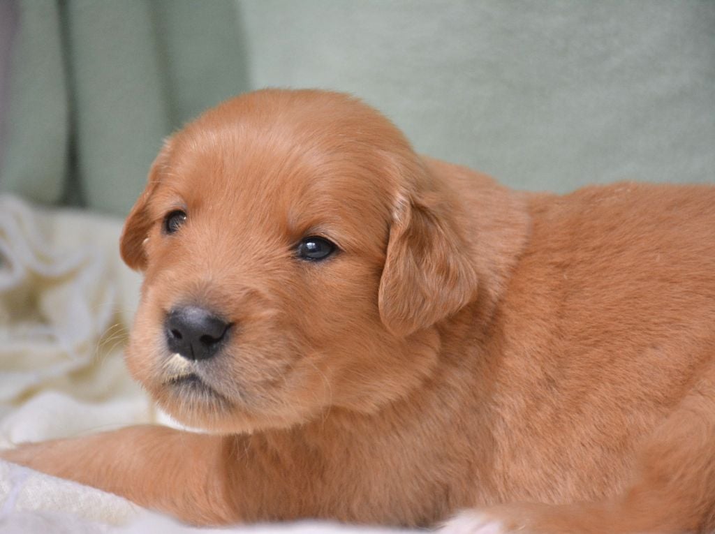 CHIOT 11 - Golden Retriever