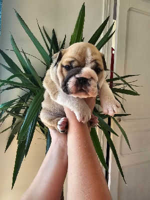 Les chiots de Bulldog Anglais