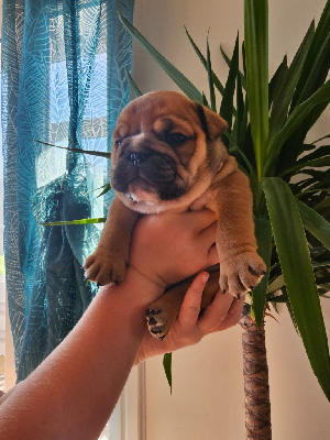 Les chiots de Bulldog Anglais