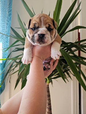 Les chiots de Bulldog Anglais