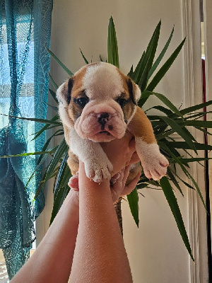 Les chiots de Bulldog Anglais