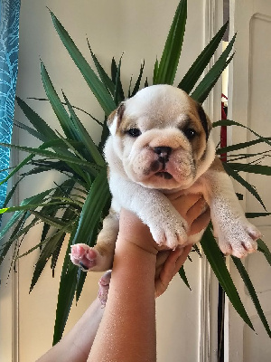 Les chiots de Bulldog Anglais