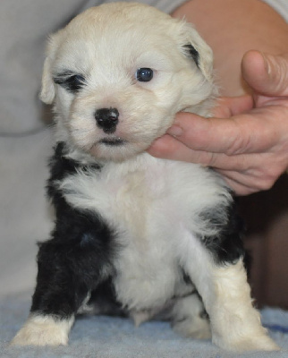 Les chiots de Terrier Tibetain