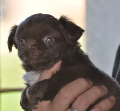 Les chiots de Chihuahua