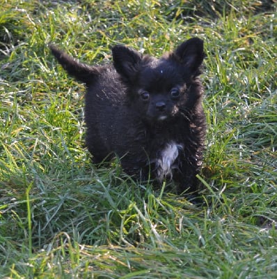 Les chiots de Chihuahua