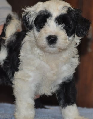 Les chiots de Terrier Tibetain