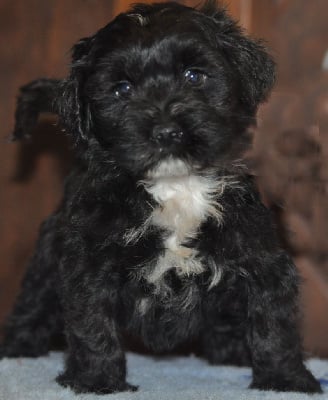 Les chiots de Terrier Tibetain