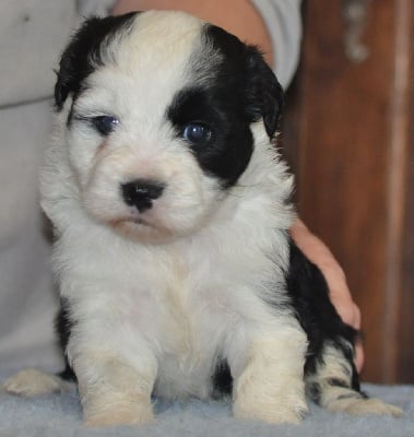 Les chiots de Terrier Tibetain