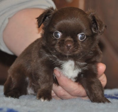 Les chiots de Chihuahua