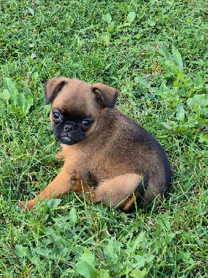 Les chiots de Petit Brabançon