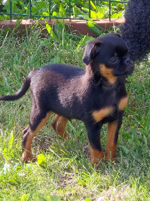 Les chiots de Petit Brabançon