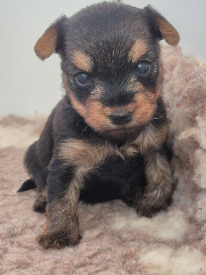 Les chiots de Yorkshire Terrier