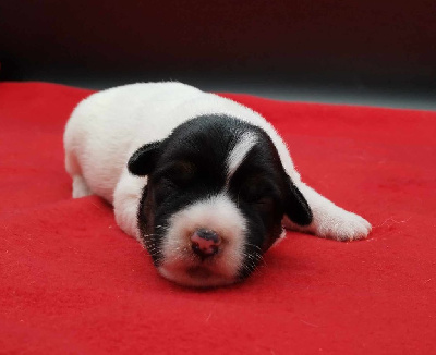 Les chiots de Jack Russell Terrier