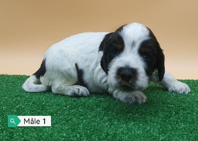 Cocker Spaniel Anglais