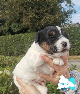 Les chiots de Jack Russell Terrier