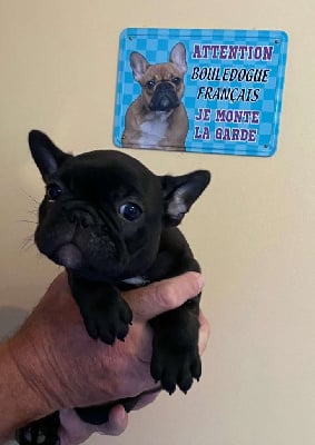 Les chiots de Bouledogue français