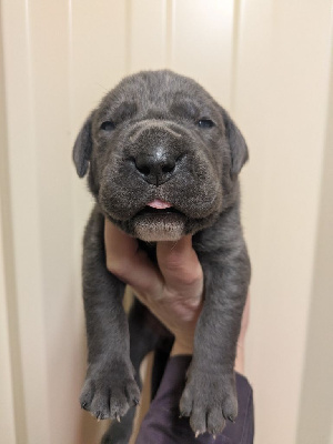 Les chiots de Cane Corso