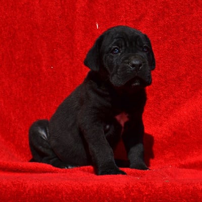 Les chiots de Cane Corso