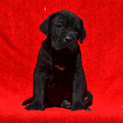 Les chiots de Cane Corso