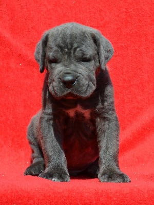 Les chiots de Cane Corso