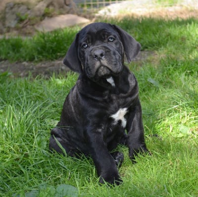 Les chiots de Cane Corso