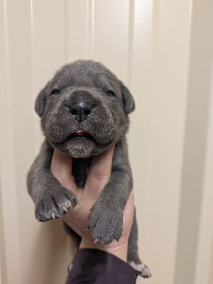 Les chiots de Cane Corso