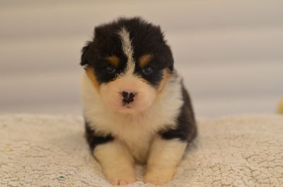 Les chiots de Berger Australien