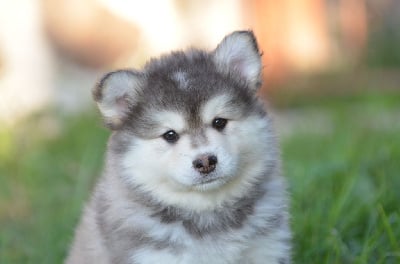 Les chiots de Chien finnois de Laponie